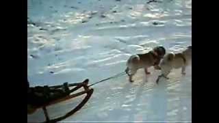 Der Mops als Schlittenhund  Pug as Sled dog FUNNY [upl. by Euqinna]