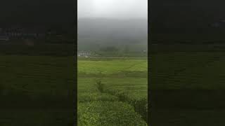 Munnar Tea Plantation Estate [upl. by Asilec]