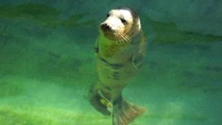 Seal Pup April  National Seal Sanctuary Gweek Cornwall [upl. by Brit152]