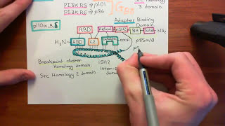 Type 1 Phosphoinositide 3Kinase Enzymes Part 4 [upl. by Reisinger522]