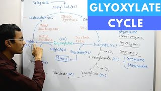 Glyoxylate Cycle [upl. by Lleval]