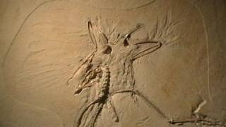 Archaeopteryx Fossil Thermopolis Specimen [upl. by Doris]