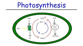 Photosynthesis  Light Dependent Reactions and the Calvin Cycle [upl. by Gareri]