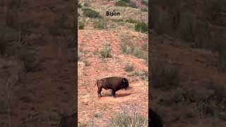 Lone bison 🦬 in Caprock canyon state Park and Trailway away from crowdedness like me 😆 [upl. by Artsa]