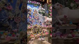 Iskcon Alachua  Radhastami 2024 [upl. by Kcirad]