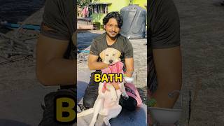 Pogo Ka Hairfall😢😢 shorts vlog minivlog doglover hairfall [upl. by Jeri]