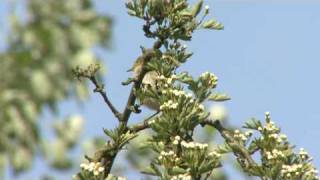 Iberian Chiffchaff Song [upl. by Allred849]