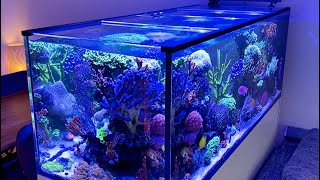 GERMAN REEF TANKS  Red Sea Reefer 650 mit Abdeckung aus Weißglas l 20 Luftfeuchtigkeit aquarium [upl. by Joyan]