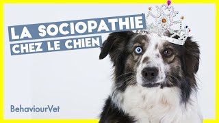 Conférence ENVT  la sociopathie chez le chien [upl. by Hermie316]