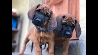 Hannoverscher Schweisshund puppies welpen [upl. by Harak845]