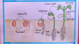 how to draw seed germination step by step easy [upl. by Kevina]