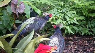 Himalayan Kalij Pheasants [upl. by Nodnerb471]