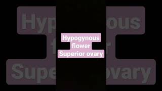 Hypogynous flower Superior ovary [upl. by Allicirp]