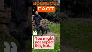 Boerboel Fact  did you know that …😱 boerboel [upl. by Aztilay]