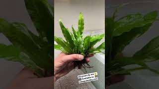 Java Fern Aquarium Plant 🌱 [upl. by Lapointe491]