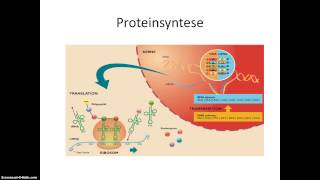 DNA Replikation og proteinsyntese [upl. by Faulkner333]