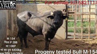 M 154 progeny tested HLDB Bull नस्ल सुधार में मजबूत कड़ी आखरी वंश ह P 288 और 100P भैस का 9315821114 [upl. by Hedwig]