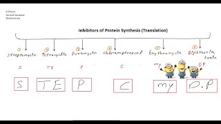 Inhibitors of Protein Synthesis Translation BPharm Second Semester Biochemistry [upl. by Imoian]