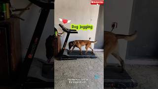 🎯🏖️🎯Jogging for🐕 good health💯🐶malinois becgiegermanshepherd doglove pets dog dogtraining [upl. by Elleirad842]