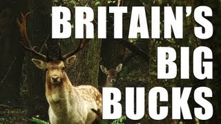 Fieldsports Britain  How to call in great big bucks [upl. by Asert]