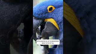 Species Of The Week  The Hyacinth Macaw [upl. by Klein]