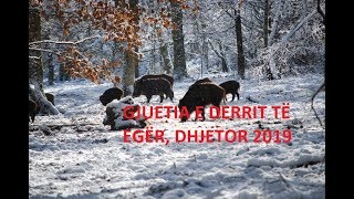 Gjuetia e derrave të egër dhjetor 2019  AIMPOINT [upl. by Sitoel565]