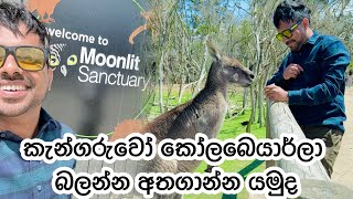 කැන්ගරු කෝලබෙයාර්ලා ලගටම ගිහින් බලන්න යමු  Hangout with Kangaroos amp Koala bears in Australia [upl. by Etrem]