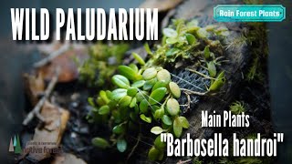 【WILD PALUDARIUM】MainPlants quotBarbosella handroi” ワイルド パルダリウム メインプランツquotバルボセラ ハンドロイquot [upl. by Nwad346]