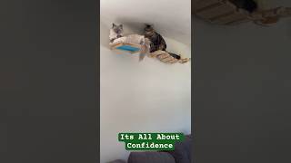 How to not be a pushover  Funny Confident Cat [upl. by Nitsreik]