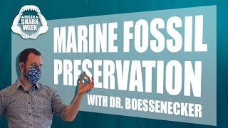 Marine Fossil Preservation with Dr Boessenecker [upl. by Eintroc]