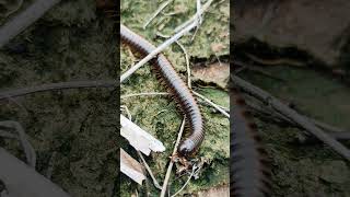 Giant millipede bigmillipedes giantmillipedes millipede [upl. by Milinda]