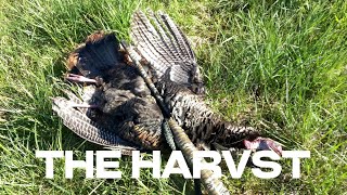 Dempsey puts a Ky Longbeard Down  Ky Turkey Hunting [upl. by Annahsit]