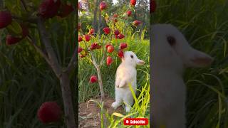 Puppy Racing a Turtle with a Rabbit as Referee 🐶🐢🐇  Wild Animals Pham [upl. by Nerol]