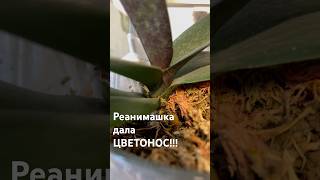 данапротасова orchid orchideen орхидеи реанимацияорхидей наращиваниекорней цветонос [upl. by Aynos]