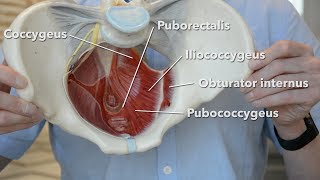 Pelvic floor muscles [upl. by Attecnoc927]