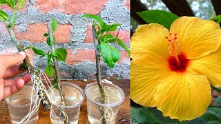 How to Grow Hibiscus in water easy and simple way  Hibiscus Propagation [upl. by Sivam]