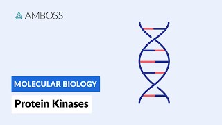 Protein Kinases Cell Signaling and Phosphorylation [upl. by Macnair]