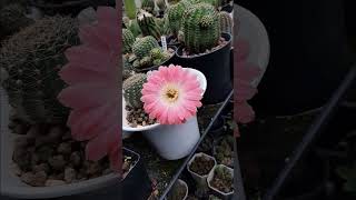 🌷 npPR10 lobivia โลบิเวีย cactus flowers กระบองเพชร ดอกไม้ plants SHORTS [upl. by Anirbes801]