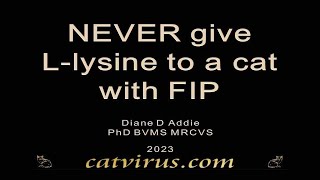 Do NOT give lysine to a cat with feline infectious peritonitis FIP [upl. by Wavell]