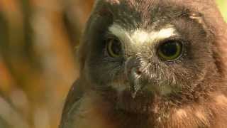 Banding Sawwhet owl chicks  Season Three [upl. by Ezeerb]