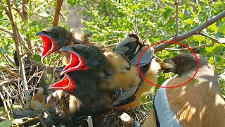 Rufous treepie bird cleaning up babies messes BirdsofNature107 [upl. by Ursola]