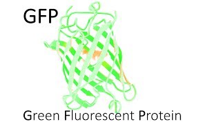 GFP  Green Fluorescent Protein [upl. by Ettevram]