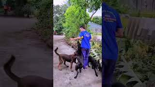 Belgian Malinois Training Protection Owner  Basics Obedience  Basics Command  K9 Dog [upl. by Qahsi]