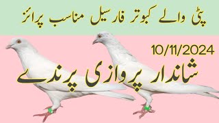 Patti wale kabootar for sale  Nadeem pigeon TV  WhatsApp 03006922452 [upl. by Othe]