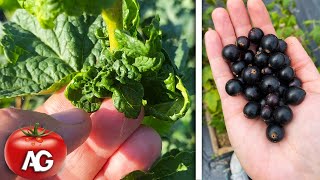 Be sure to do this with currants after the harvest [upl. by Zemaj]