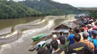 Les 10 animaux les plus DANGEREUX dAmazonie [upl. by Aynotan]