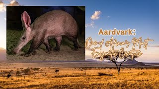 Aardvark One of Africas Most Enigmatic Creature africa animals safari [upl. by Hardigg]