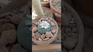 Lophophora wiliamsii showing one blom to day cactusflower lophophora cactus [upl. by Aittam]