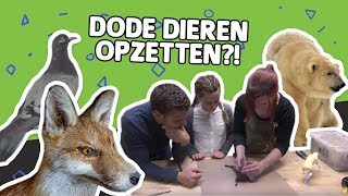 HOE WORDEN DIEREN OPGEZET  Willem Wever  Willem Wever  27 [upl. by Kelda]