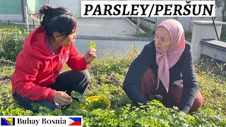 Šta raditi sa peršunom  What to do with parsley [upl. by Eimmat298]